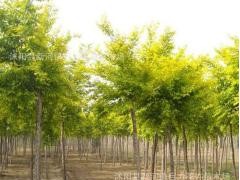 綠化苗基地批發(fā)銷售 紅豆杉  黃花槐