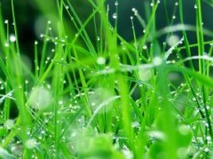 草坪產(chǎn)地直銷，矮生百慕大草坪 早熟禾草坪 沙培果嶺草耐踐踏