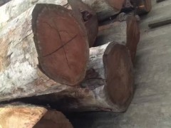 贊比亞巴花 巴花原木 一手貨源大徑巴西花梨原木