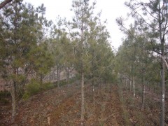 廠家長期供應 白皮松 1米-6米 園林 公園常用
