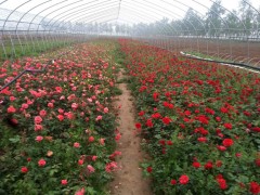 月季花價格，月季價格詳情，月季報價介紹