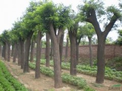 國槐 園林 綠化苗木 苗圃 苗木批發(fā) 園林公司 批發(fā)苗木