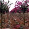 批發綠化苗木紫薇 紅葉子紫薇 國旗紅紫薇 紫薇小苗苗圃現挖