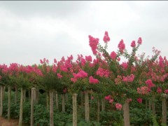 廠家直銷 紫薇小苗 櫻花 楓楊 品種多 質(zhì)量優(yōu)