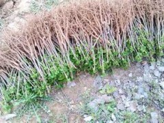 銀杏 園林 苗木 苗圃 園藝 園林公司 苗木批發
