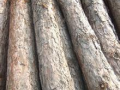 山東莘縣魯鄒大托木業(yè)有限公司-產(chǎn)品圖片