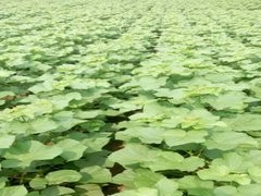 直銷河南梓樹苗   梓樹綠化苗木  梓樹苗.