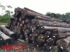 一手貨源 咖啡芯木 蛇歪漆木 甘藍(lán)豆  大理石豆 長(zhǎng)期供應(yīng)