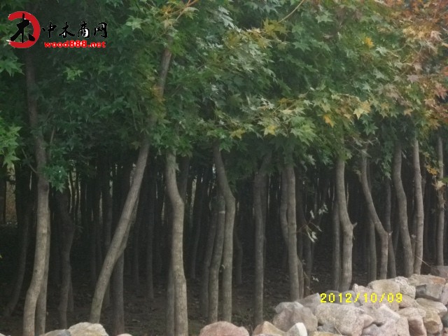 滄州國槐種子大量批發物美價廉