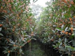 供應(yīng)綠化苗木 早紅桂苗 價格實惠 品種齊規(guī)格多 批發(fā)價格