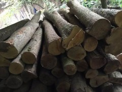 長期大量供應優質金絲楠原材料 新料 陳料 老房料 陰沉木