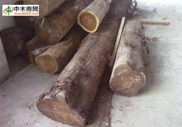 厚莢相思木