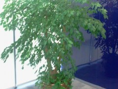 商場植物租賃