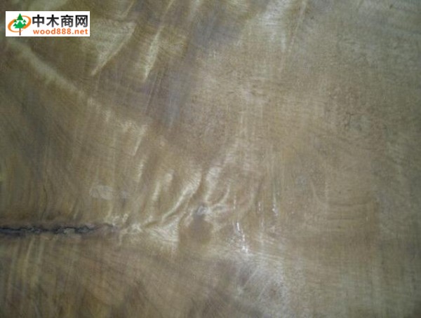 中國林科院木材研究所專家楊家駒談楨楠