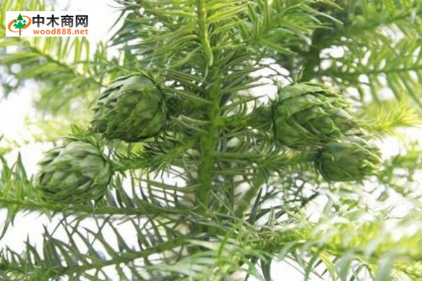  杉木