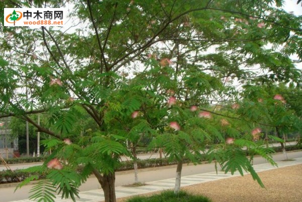 雨樹是什么樹?雨樹是雨中的樹林嗎圖片