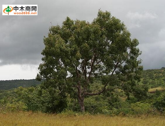卡雅楝