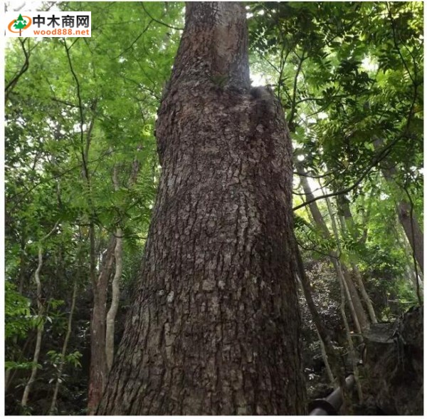 首場(chǎng)“海黃”與“越黃”國際學(xué)術(shù)研討會(huì)即將在廣西憑祥隆重舉行