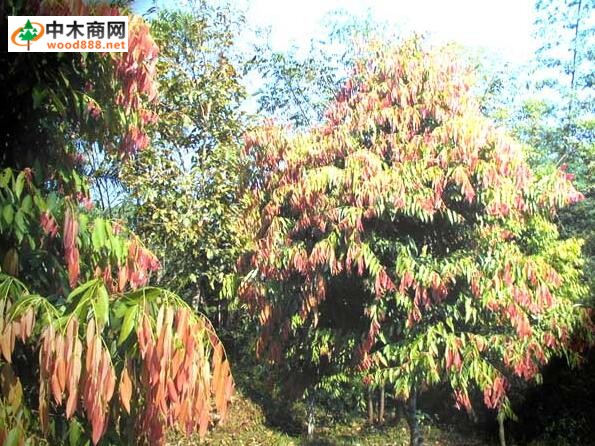 進(jìn)口木材名稱國標(biāo):鐵力木