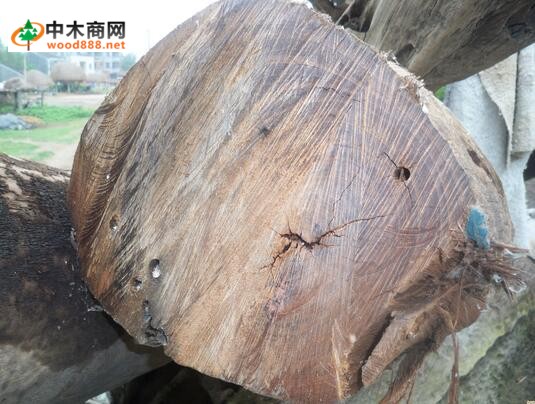 進(jìn)口木材名稱國標(biāo)：鐵力木