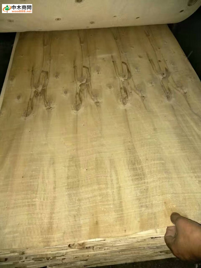 楊木皮