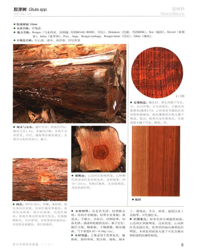 南洋地區進口木材名稱:膠漆樹