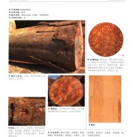 南洋地區進口木材名稱：半果漆