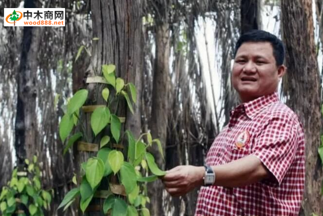 木材生意不好做?柬埔寨木材大亨轉行