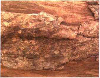 南洋地區(qū)進口木材名稱：摘亞木　Dialium spp