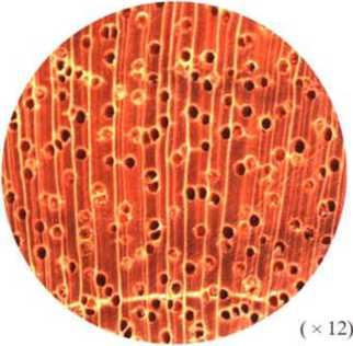 南洋地區(qū)進(jìn)口木材名稱：白娑羅雙Shorea (Anthoshorea) spp.