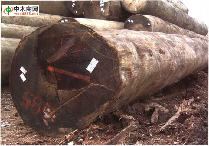 南洋地區進口木材名稱：黃婆羅雙 Shorea (Richetiodes) spp.