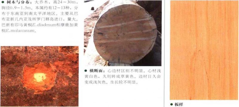 南洋地區進口木材名稱：黃桐Endvspermum spp.