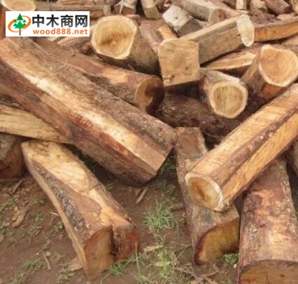 2017年01月16日刺猬紫檀價(jià)格行情
