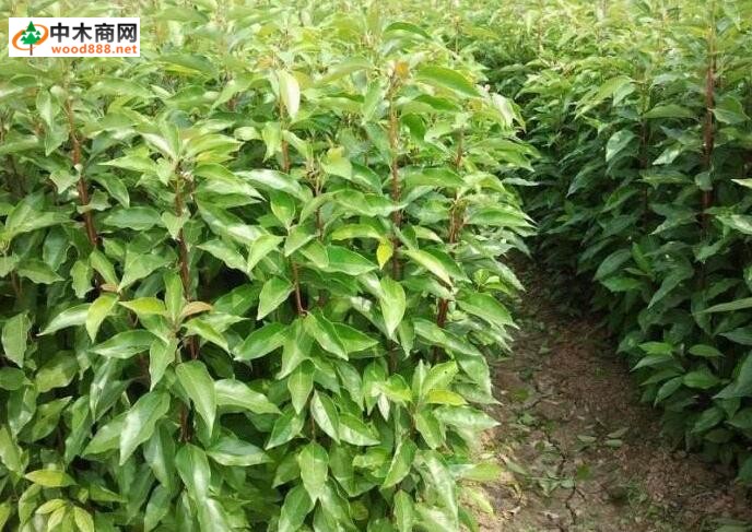 大果樟_大葉樟_木材樹種詳解
