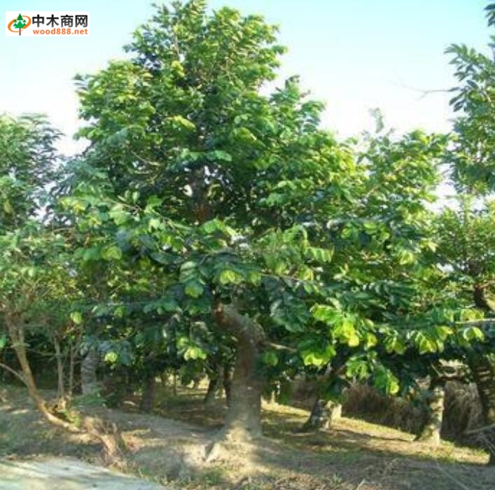 廣西木蓮_木材樹種詳解