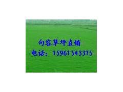 供應草坪,天堂馬尼拉草坪,百慕大草坪