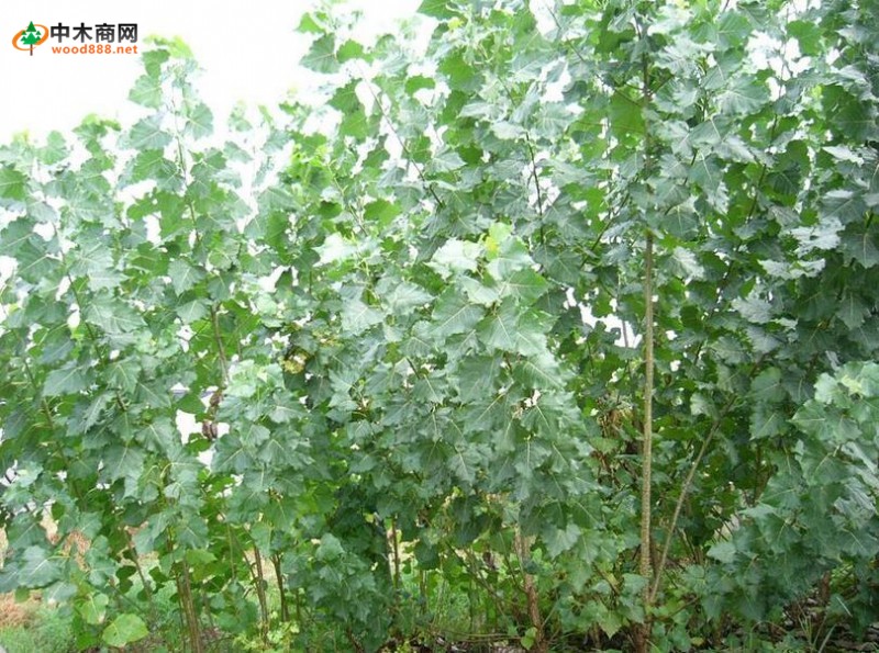 楊木