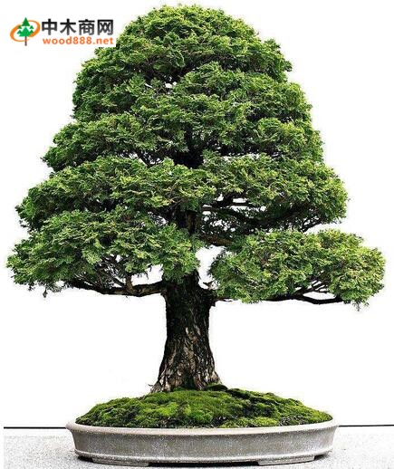 柏樹(shù)園林觀賞
