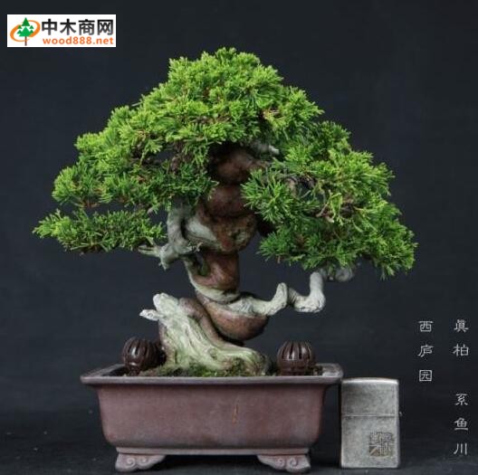 柏木經濟價值