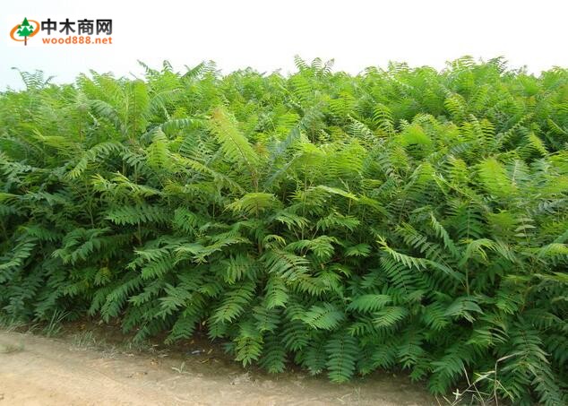 臭椿病蟲防治