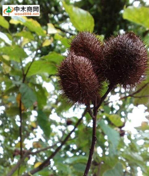 紅木主要價(jià)值