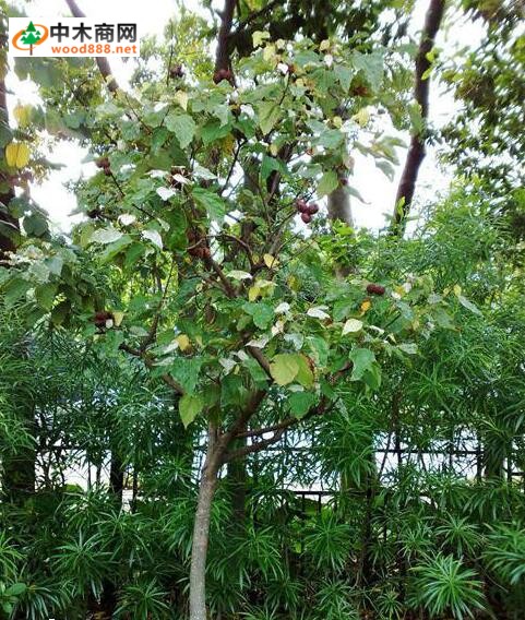 紅木分布范圍
