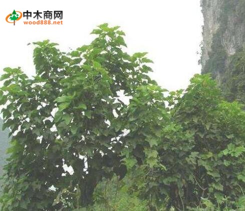 麻爍