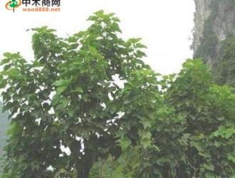 麻爍
