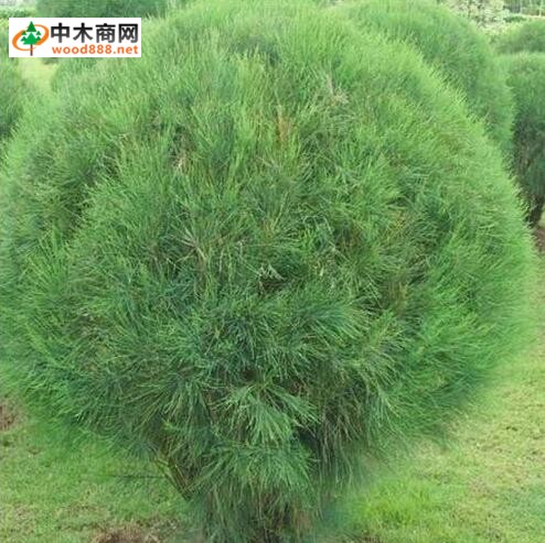 木麻黃