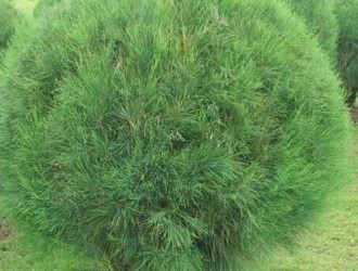 木麻黃