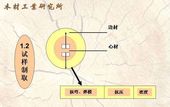 木材的力學性質