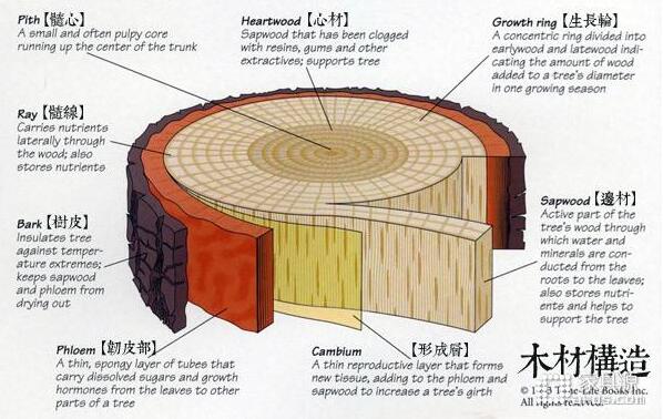 木材的結(jié)構(gòu)