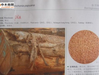 巴布亞金刀木