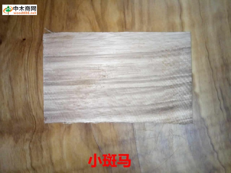 小斑馬